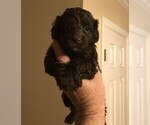Small Photo #7 Cockapoo Puppy For Sale in BOGART, GA, USA