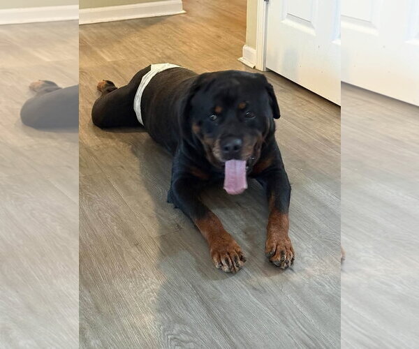 Medium Photo #2 Rottweiler Puppy For Sale in Wheaton, IL, USA