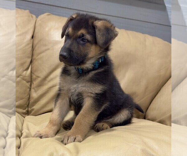 Medium Photo #10 German Shepherd Dog Puppy For Sale in BRIGHTON, CO, USA