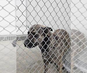 Mutt Dogs for adoption in Temple, TX, USA