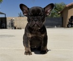 Image preview for Ad Listing. Nickname: Female Frenchie