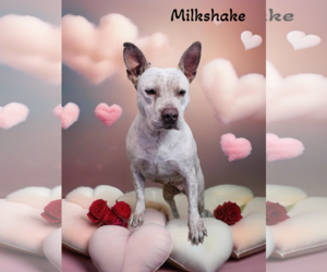 Milkshake - Female Dalmatian-Unknown Mix Dog for Adoption - Photo #2