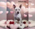 Small #1 Dalmatian Mix