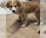 Small #2 Australian Shepherd-Collie Mix