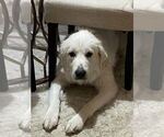 Small #4 Great Pyrenees