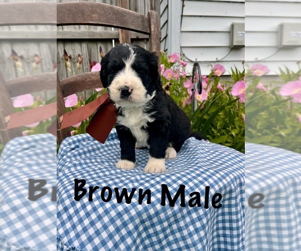 Medium Photo #7 Bernedoodle Puppy For Sale in SPENCER, IN, USA