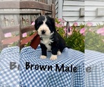 Small #6 Bernedoodle