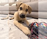 Small #9 Siberian Husky Mix