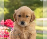 Small #4 Golden Retriever