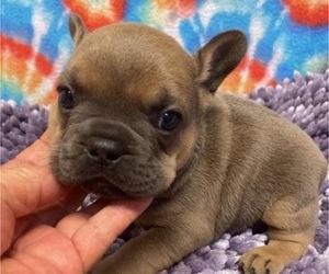 French Bulldog Puppy for sale in DAVIDSONVILLE, MD, USA