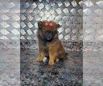 Small Photo #4 Pomeranian Puppy For Sale in ELKHART, IN, USA