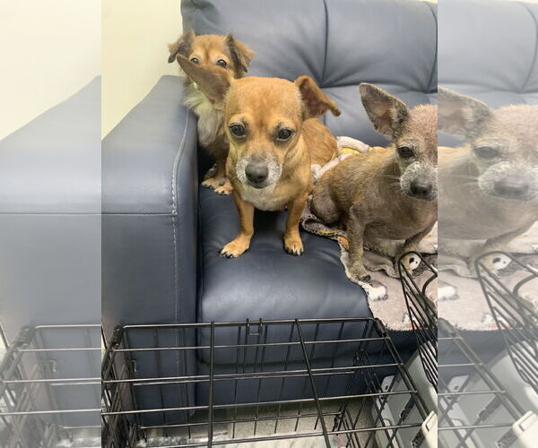 Medium Photo #11 Chihuahua-Unknown Mix Puppy For Sale in Holly Springs, NC, USA