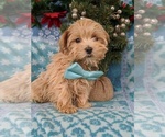 Small Photo #1 Maltipoo Puppy For Sale in LANCASTER, PA, USA