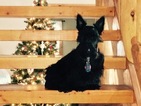 Small Photo #1 Scottish Terrier Puppy For Sale in THATCHER, ID, USA