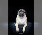 Small Photo #3 Pug Puppy For Sale in Hot Springs Village, AR, USA