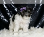 Small #2 Maltipoo