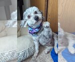 Small Photo #1 Poodle (Miniature) Puppy For Sale in Sioux Falls, SD, USA