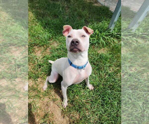 Medium Photo #7 American Pit Bull Terrier Puppy For Sale in Evansville, IN, USA
