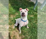 Small #6 American Pit Bull Terrier