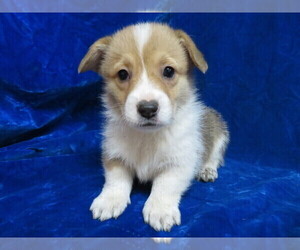 Pembroke Welsh Corgi Puppy for sale in NORWOOD, MO, USA
