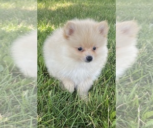 Pomeranian Puppy for sale in CANOGA, NY, USA