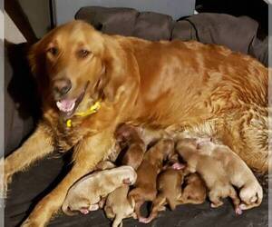 Golden Retriever Puppy for sale in AVONDALE-GOODYEAR, AZ, USA