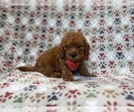Lucky - Male Cavapoo (Miniature) Puppy for Sale - Photo #6