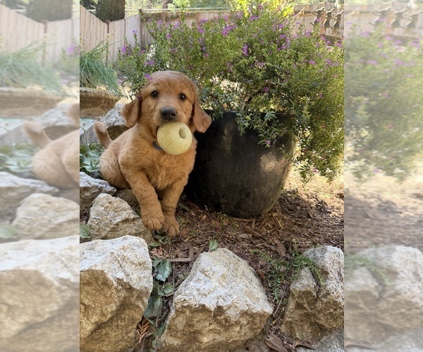 Medium Photo #6 Goldendoodle Puppy For Sale in BOULDER CREEK, CA, USA