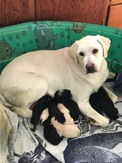 Mother of the Labrador Retriever puppies born on 12/30/2017