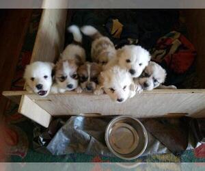 Great Pyrenees Puppy for sale in SPRINGFIELD, MO, USA