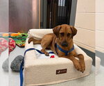 Small #1 Redbone Coonhound Mix