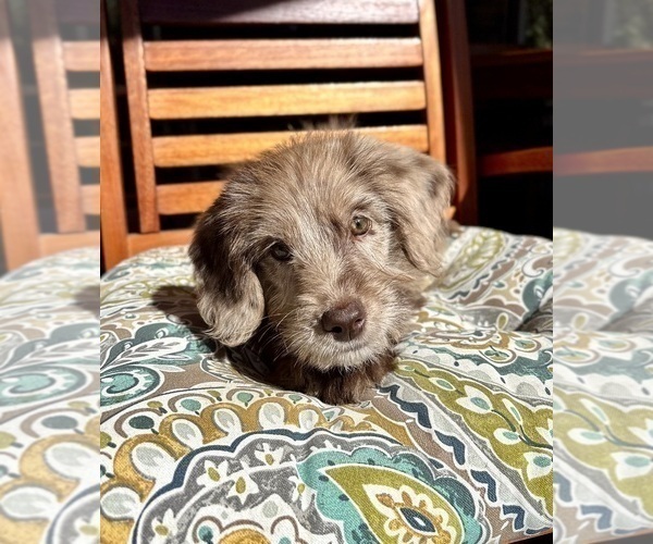 Medium Photo #2 Labradoodle Puppy For Sale in NOBLESVILLE, IN, USA