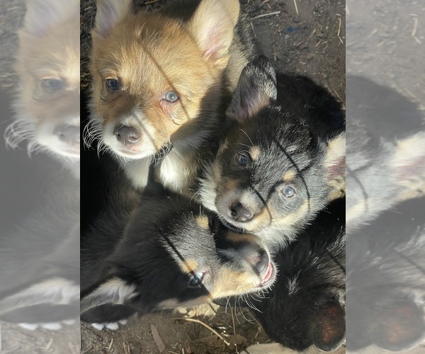 Medium Photo #4 Pembroke Welsh Corgi Puppy For Sale in OAKDALE, CA, USA