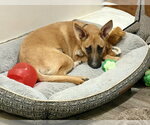 Small #14 Labrador Retriever Mix