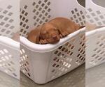 Small Photo #7 Vizsla Puppy For Sale in VACAVILLE, CA, USA