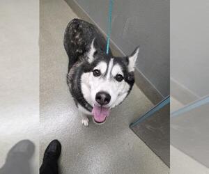Siberian Husky-Unknown Mix Dogs for adoption in Las Vegas, NV, USA