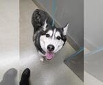 Small Siberian Husky Mix
