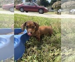 Small #22 Dachshund