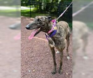 Greyhound Dogs for adoption in Cherry Hill, NJ, USA