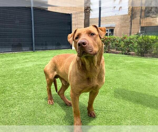 Medium Photo #2 American Pit Bull Terrier-Labrador Retriever Mix Puppy For Sale in Orange, CA, USA