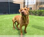 Small #1 American Pit Bull Terrier-Labrador Retriever Mix