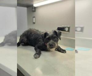 American Pit Bull Terrier-Cocker Spaniel Mix Dogs for adoption in Baytown, TX, USA
