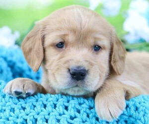 Golden Irish Puppy for Sale in JONES, Michigan USA