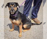 Small #4 Rottweiler Mix