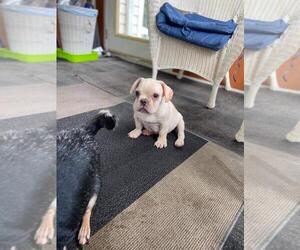 French Bulldog Puppy for sale in GREENVILLE, SC, USA