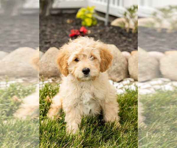 Medium Photo #8 Golden Cavadoodle Puppy For Sale in MILLERSBURG, IN, USA