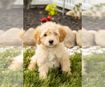 Puppy Brutus Golden Cavadoodle