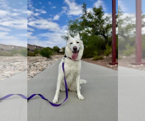 Medium Photo #2 German Shepherd Dog-Unknown Mix Puppy For Sale in Las Vegas, NV, USA