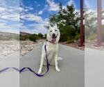 Small #1 German Shepherd Dog Mix
