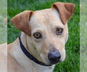 Doxle Dogs for adoption in Huntley, IL, USA